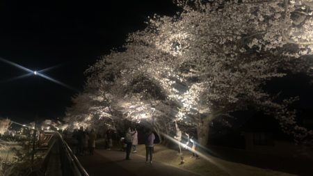 滋賀で桜…初めて見た光景🌸