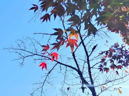 紅葉の季節🍁