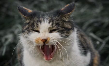 初めてのファンミだったのによぉ～！