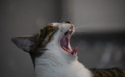 乾燥と花粉に翻弄される