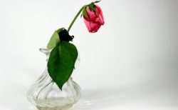 誰かの幸せを祝福できなかった。。。