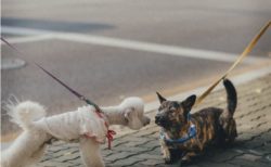 明日は初心者さんオフ会