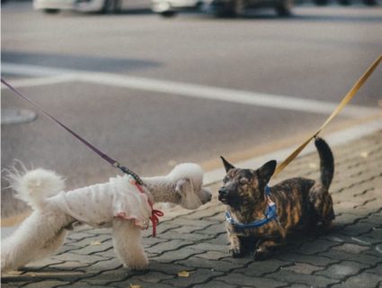 明日は初心者さんオフ会