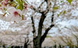 雨の中のお花見