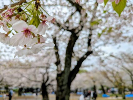 雨の中のお花見